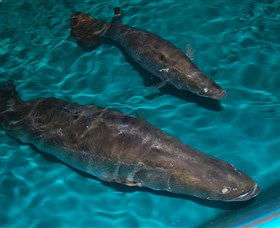 Cookabarra Restaurant And Function Centre - Tailor Made Fish Farms - New South Wales Tourism  7