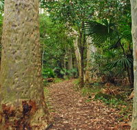 Depot Beach Rainforest walk - New South Wales Tourism 