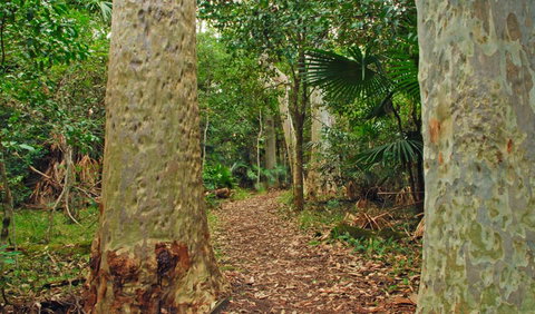 Depot Beach Rainforest Walk - New South Wales Tourism  0