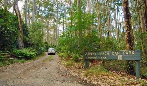 Depot Beach Rainforest Walk - New South Wales Tourism  1