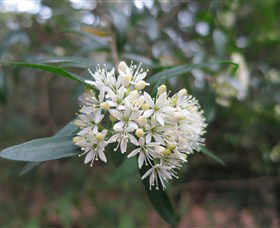 Booderee National Park Botanic Gardens - New South Wales Tourism  1