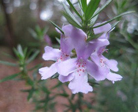 Booderee National Park Botanic Gardens - New South Wales Tourism  5