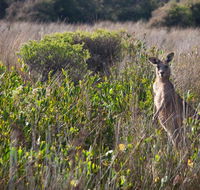 Murramarang Aboriginal Area walking track - New South Wales Tourism 
