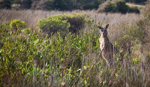 Murramarang Aboriginal Area Walking Track - New South Wales Tourism  0