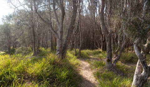 Murramarang Aboriginal Area Walking Track - New South Wales Tourism  1