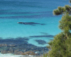 Jervis Bay Marine Park - New South Wales Tourism  0
