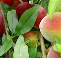 Fruit Salad Tree Company - New South Wales Tourism 