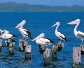 Walpole-Nornalup Inlets - New South Wales Tourism  1