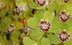 Tinonee Orchid Nursery - thumb 1