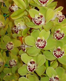 Tinonee Orchid Nursery - New South Wales Tourism  1