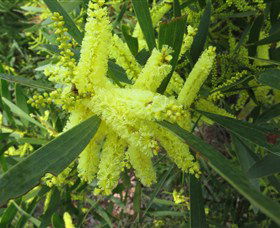 Booderee National Park: Munyunga Waraga Dhugan Walking Trail - New South Wales Tourism  1