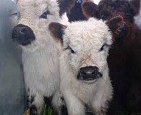 Honeycomb Valley Farm - New South Wales Tourism  3