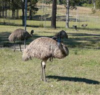 Glen Ian Ostrich and Emu Farm - New South Wales Tourism 