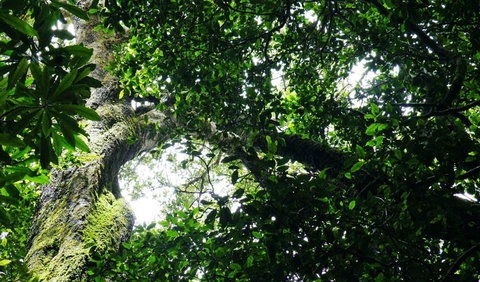 Wollumbin National Park - New South Wales Tourism  1