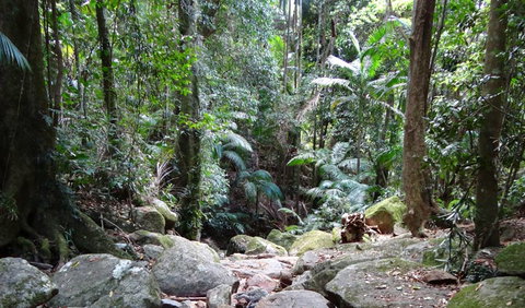 Wollumbin National Park - New South Wales Tourism  2