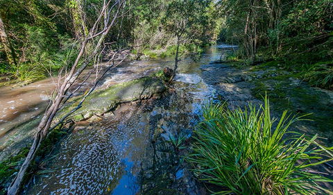Dawson River Walking Track - New South Wales Tourism  0