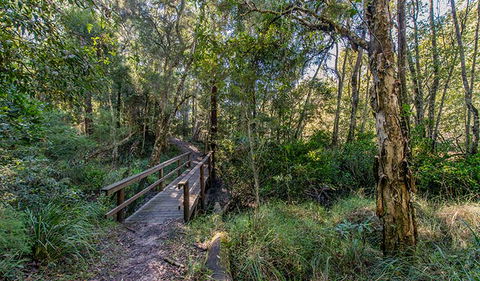 Dawson River Walking Track - New South Wales Tourism  1