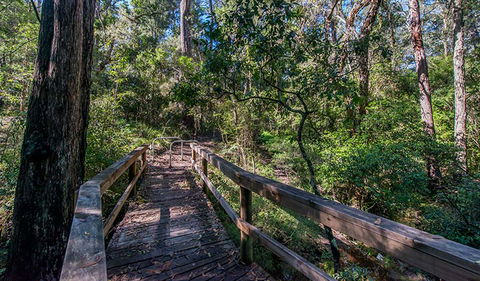 Dawson River Walking Track - New South Wales Tourism  3