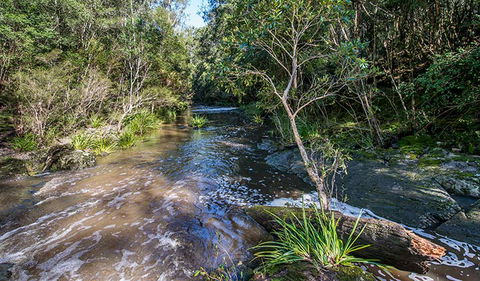 Brimbin Picnic Area - New South Wales Tourism  2