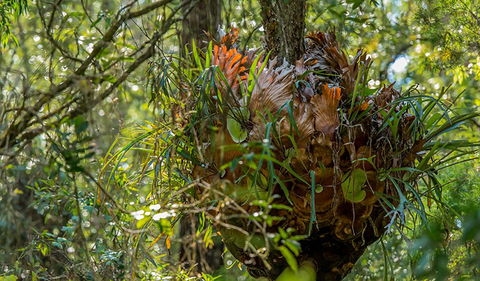 Brimbin Picnic Area - New South Wales Tourism  3