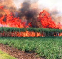 Reeves Family Sugar Cane Farm - New South Wales Tourism 