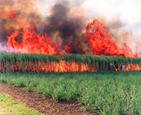 Reeves Family Sugar Cane Farm - New South Wales Tourism  0