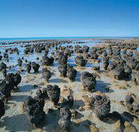 Hamelin Pool Stromatolites - New South Wales Tourism 