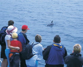 Dolphin Discovery Centre - New South Wales Tourism  3
