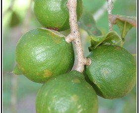 Lorne Valley Macadamia Farm - New South Wales Tourism  2