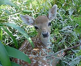 Mesopotamia Lodge Deer Park - New South Wales Tourism  0