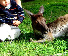 Bunbury Wildlife Park - New South Wales Tourism  0