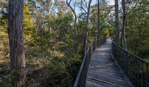 Myanba Gorge Walking Track - New South Wales Tourism  1