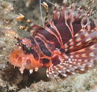 The Seaway Dive Site - New South Wales Tourism 