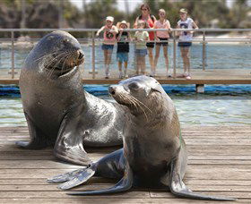 Australia's Sea World - New South Wales Tourism  1