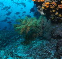Henderson Rock Dive Site - New South Wales Tourism 