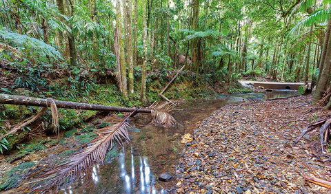 Ulidarra National Park - New South Wales Tourism  0