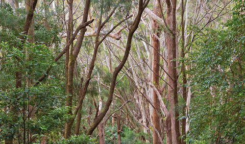 Ulidarra National Park - New South Wales Tourism  1