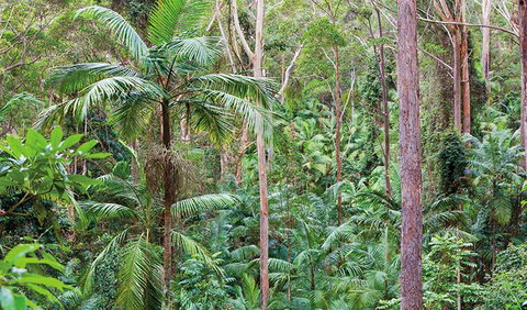Ulidarra National Park - New South Wales Tourism  3