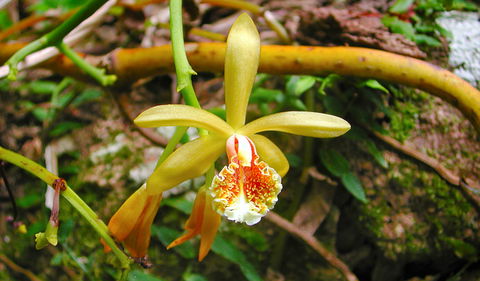 Falls Walking Track - New South Wales Tourism  1