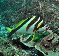 Palm Beach Reef Dive Site - New South Wales Tourism 