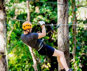 TreeTop Challenge Currumbin - New South Wales Tourism  0