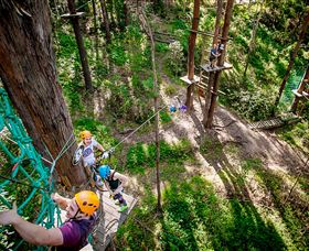 TreeTop Challenge Currumbin - New South Wales Tourism  2