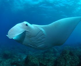 Manta Bommie Dive Site - New South Wales Tourism  0