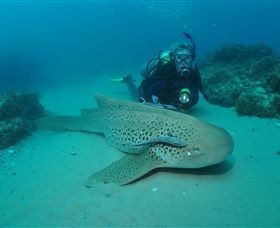Manta Bommie Dive Site - New South Wales Tourism  1