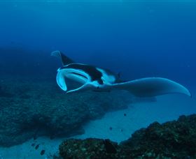 Manta Bommie Dive Site - New South Wales Tourism  2