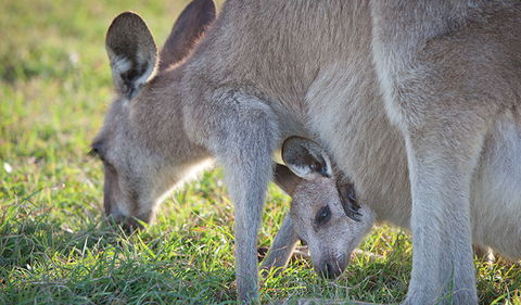 Moonee Beach Nature Reserve - New South Wales Tourism  2