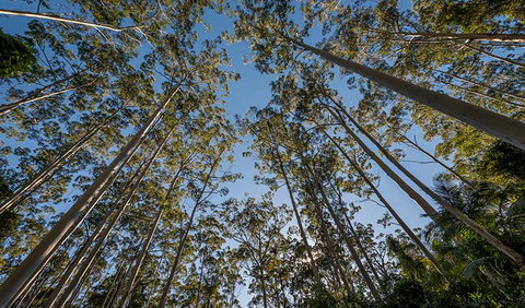 Queens Lake Nature Reserve - New South Wales Tourism  2
