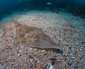 Shag Rock Dive Site - New South Wales Tourism  1