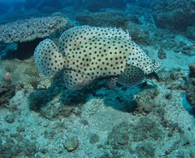 Shag Rock Dive Site - New South Wales Tourism  2