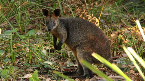 Mimosa Rocks National Park - New South Wales Tourism  1